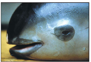 Fishing ban urged to help save porpoise
