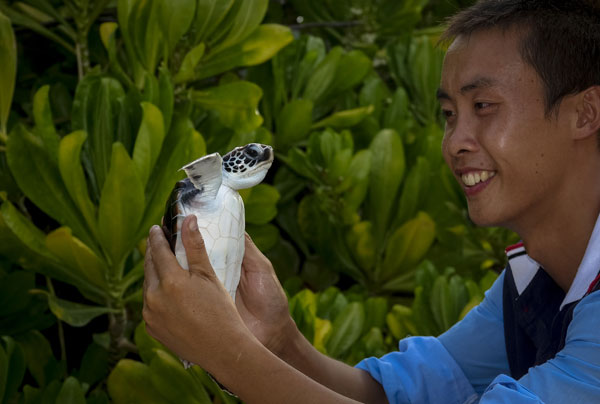 Big effort saving small turtles in Sansha