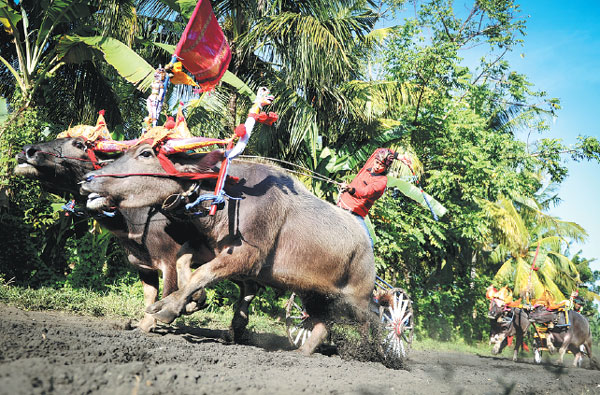 Buffalo racers sustain tradition