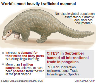 Pangolin center shows scale of the wildlife challenge