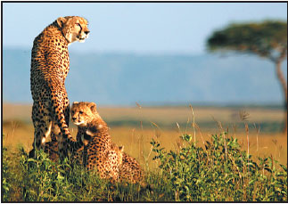 Cheetah numbers in alarming decline as African habitat shrinks
