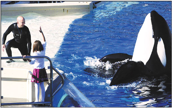SeaWorld ending killer whale show after protests and dwindling crowds