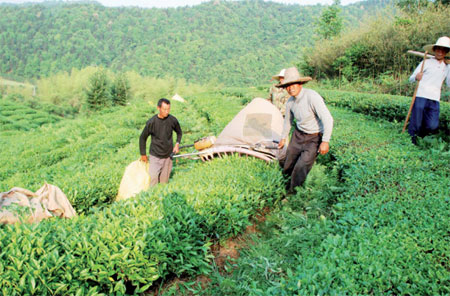 Organic is the watchword for tea growers