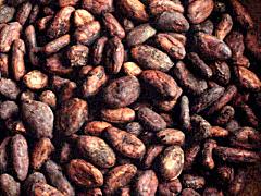 Does cocoa act as brain food?