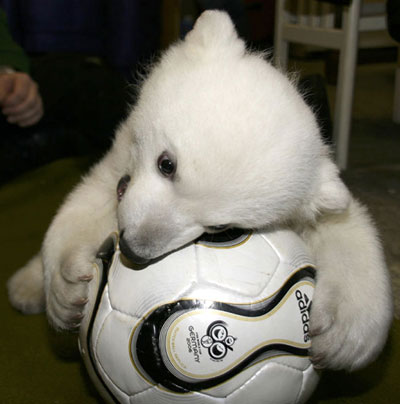 Polar bear cub Knut plays in zoo