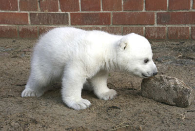 Polar bear cub Knut plays in zoo