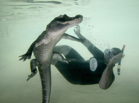 Man swims with killer alligator