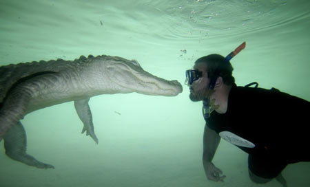 Man swims with killer alligator