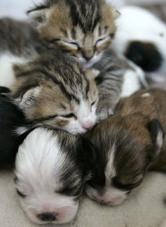 Cat parents four puppies