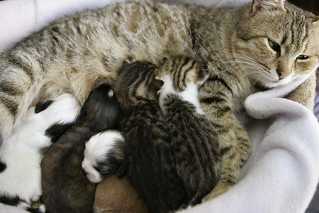 Cat parents four puppies