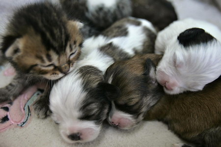 Cat parents four puppies