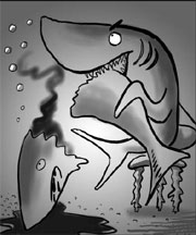 Bull shark kills lemon shark at aquarium