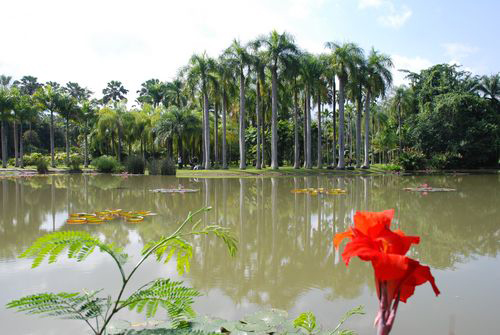 In search of spring at Xishuangbanna