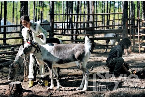 Visiting the hometown of reindeers in China