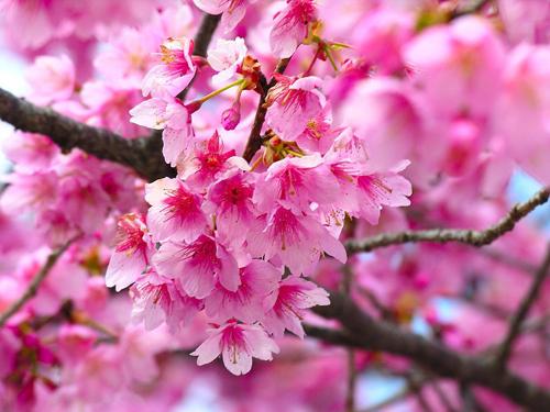 Plum bonsai exhibition graces winter of Beijing