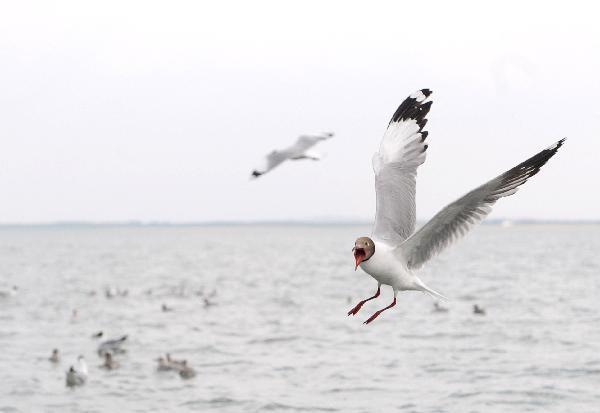 Hometown of relict gulls