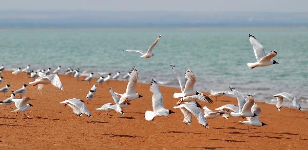 Hometown of relict gulls