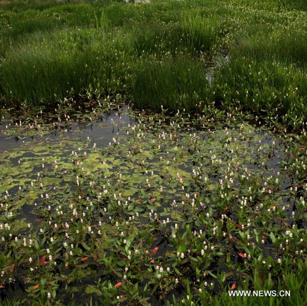 Lhalu wetland in Lhasa