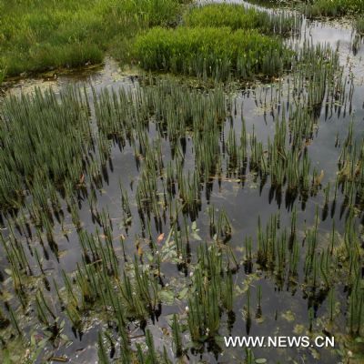 Lhalu wetland in Lhasa