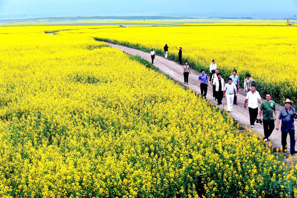 Cole flowers blossom in Xinjiang