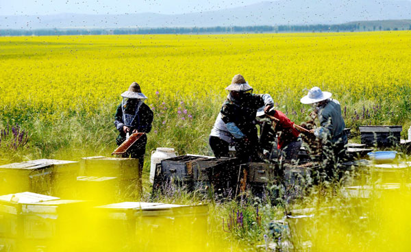Cole flowers blossom in Xinjiang