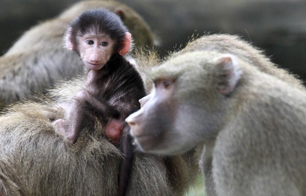 Baby baboon at the Cali zoo