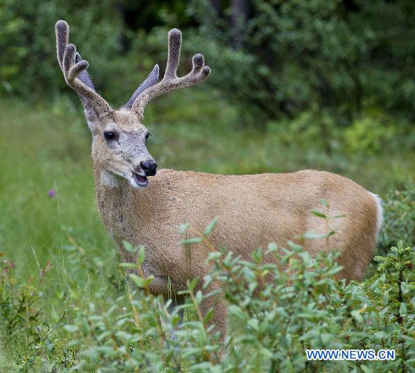 Animals enjoy themselves at national parks in Canadian Rockies