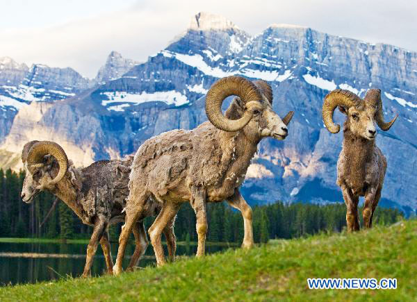 Animals enjoy themselves at national parks in Canadian Rockies