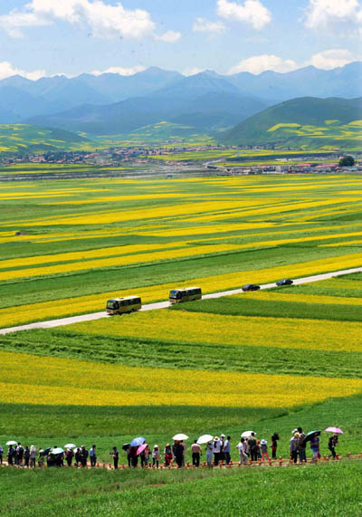 A sea of yellow in Xining