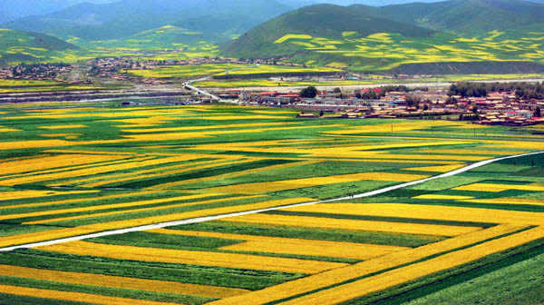 A sea of yellow in Xining