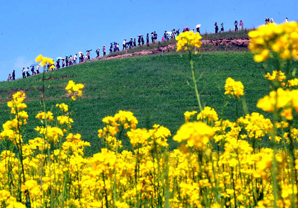 A sea of yellow in Xining