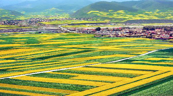 Blossoming cole flowers attract tourists to Qinghai