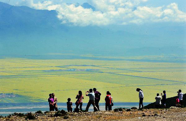 Blossoming cole flowers attract tourists to Qinghai