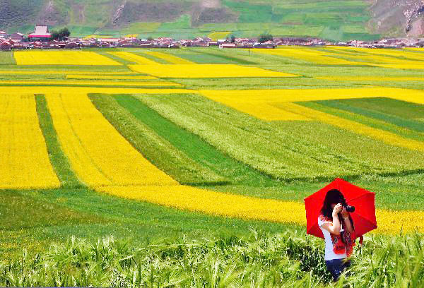 Blossoming cole flowers attract tourists to Qinghai