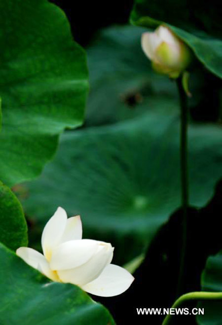 Lotus flower in full blossom