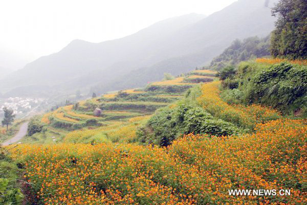 Cosmos flowers in full blossom in east China