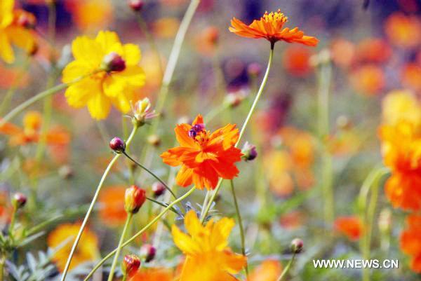 Cosmos flowers in full blossom in east China