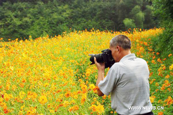 Cosmos flowers in full blossom in east China