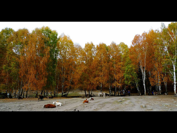 Amazing Hemu Village, Xinjiang