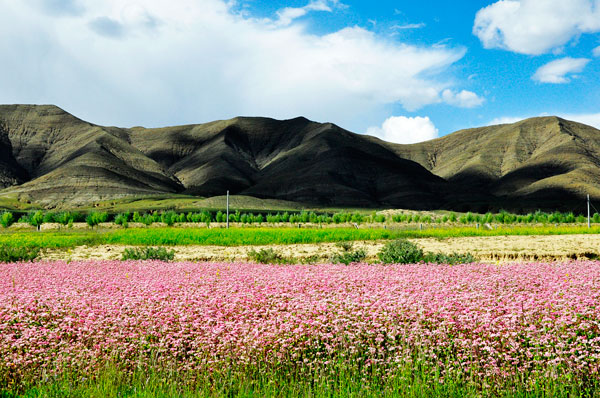 Harvest season in Tibet