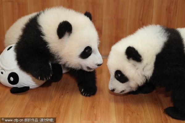 Panda cub's New Year gift