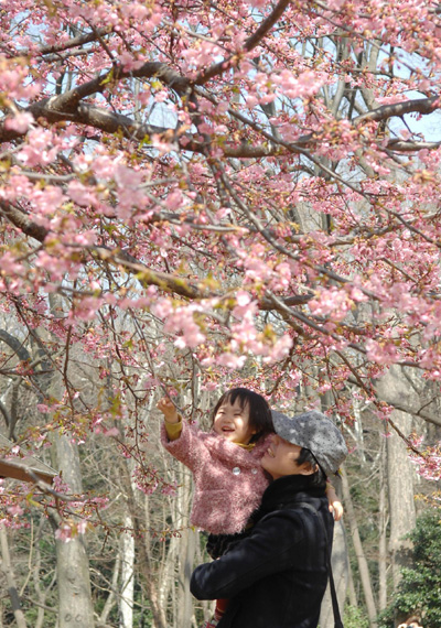 Sweet spring arrives in Tokyo