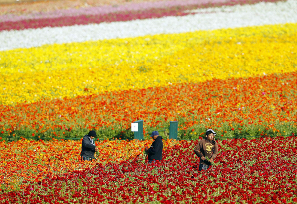 Season's harvest