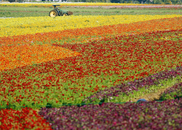 Season's harvest