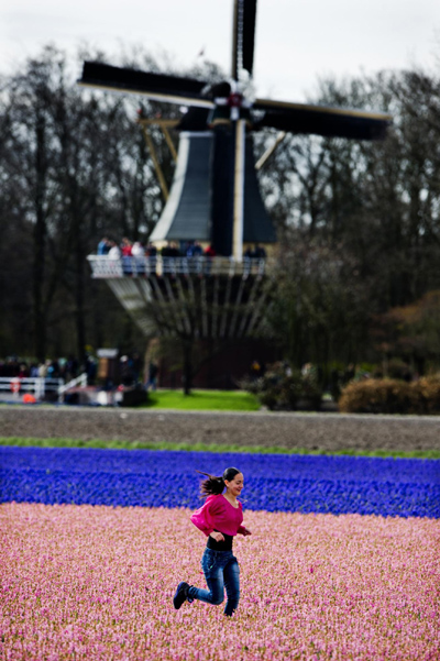 Tulips bloom in Amsterdam