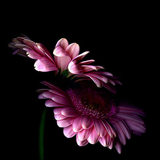 Stunning images of flowers