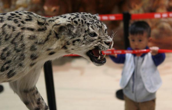 Chinese Animal Specimens Competition