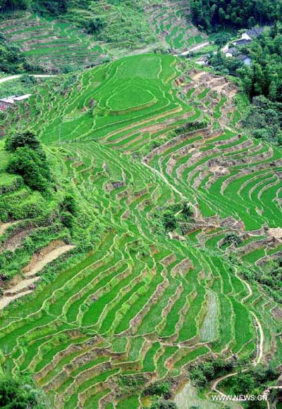 Scenery of Shangbao Terrace Fields in E China