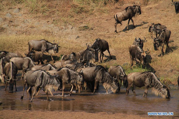 Gnus migrate at Masai Mara National Reserve