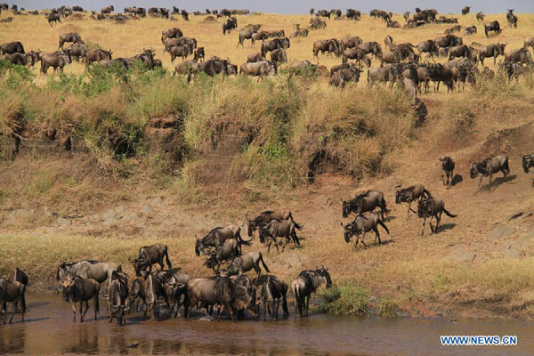 Gnus migrate at Masai Mara National Reserve